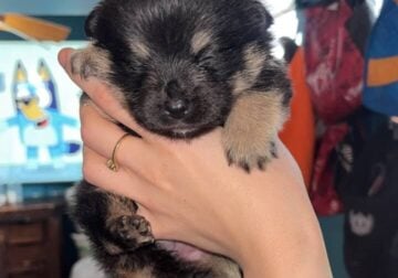 Corgi/Pomeranian