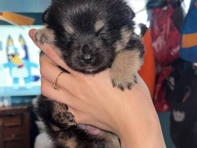 Corgi/Pomeranian