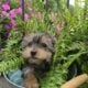 Yorkie Puppies