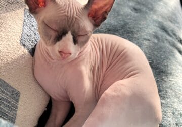 Sphynx kitchen