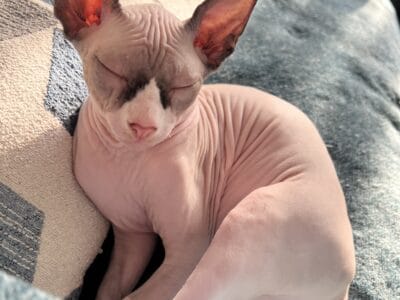 Sphynx kitchen