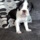 BOSTON TERRIER PUPPIES