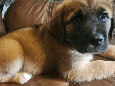 LGD puppy