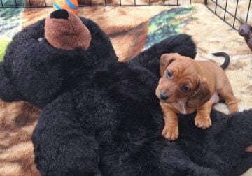 Minature Dachsunds