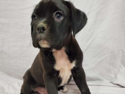 Purebred boxer puppies