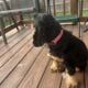 Cocker Spaniel Adult