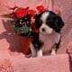 AKC CAVALIER PUPS
