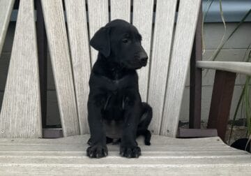 Homer