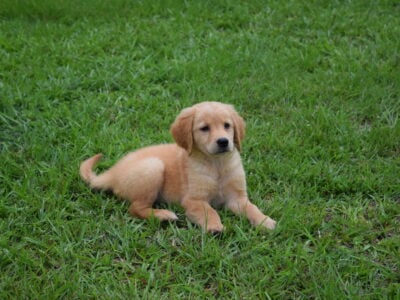 CKC female Golden Retriever