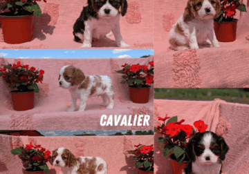 AKC CAVALIER PUPS