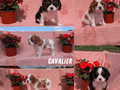 AKC CAVALIER PUPS