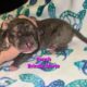 Italian Daniffs 50% Cane Corso 50% Great Dane