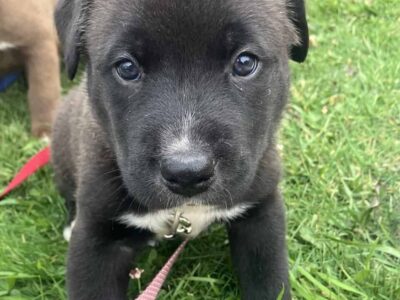 Pitsky Puppies Need a Forever Home