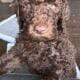 Standard Poodle