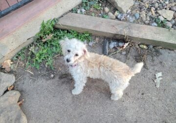 toy poodle female mix