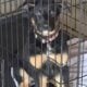 Hi I’m Nokie a 10.5 week Shepherd pup from Butler