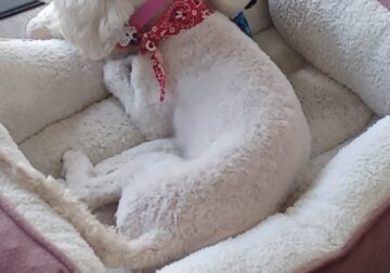 Cockapoo For Sale – SOLD