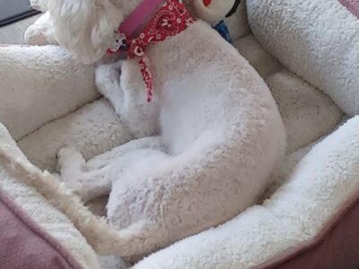 Cockapoo For Sale – SOLD