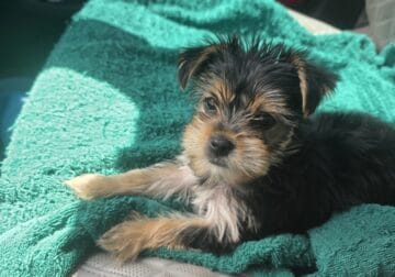 Beautiful tiny puppy for sale