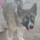 Augoti Husky puppy