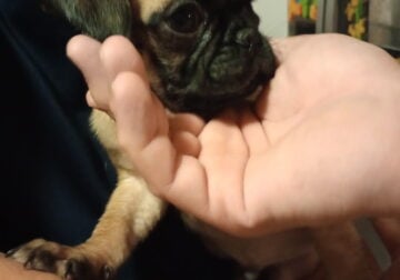 Pug puppies