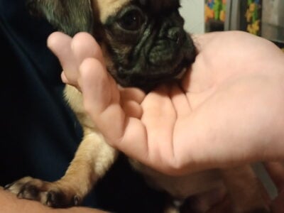 Pug puppies
