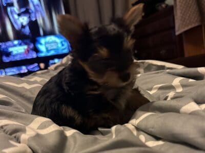 Teacup Yorkie- ready for forever home :)