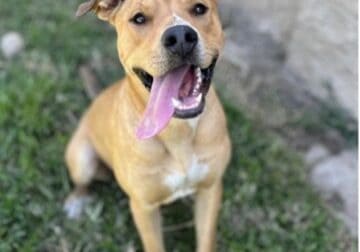 Great Dog Looking for a Forever Home