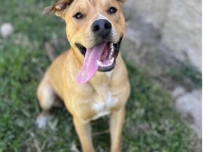 Great Dog Looking for a Forever Home