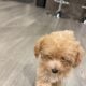 Toy poodle