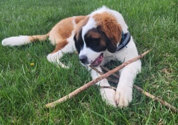 Looking for a loving home/family