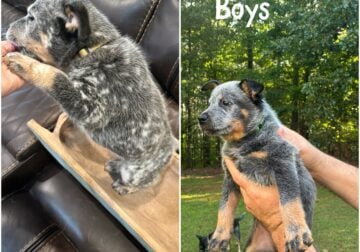 Australian cattle dog pup
