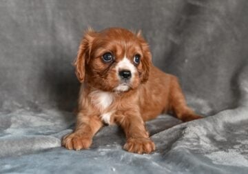 AKC Cavalier King Charles Wooster OH Bella