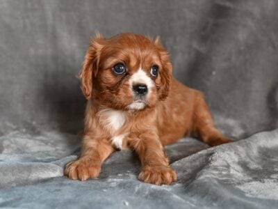 AKC Cavalier King Charles Wooster OH Bella