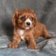 AKC Cavalier King Charles Wooster OH Bella