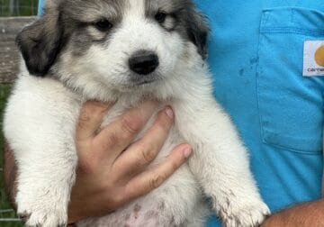 Great Pyrenee Puppies-4