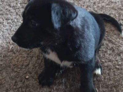 Boxer husky puppies
