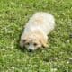 Buckley the Cavachon