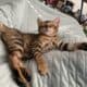 Amazing Simba Bengal Kitten