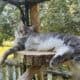 Maine coon kittens