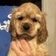 18 month old American Cocker Spaniel for sell