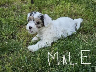 Morkie Puppies