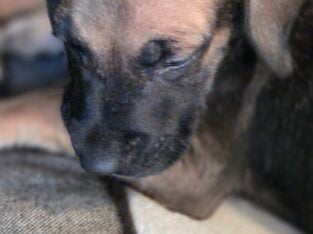 Great Dane Puppies ready for Adoption