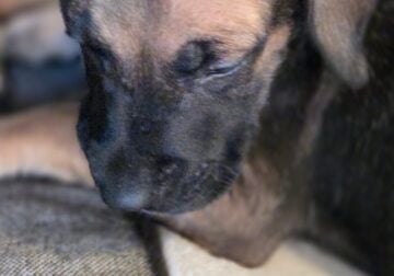 Great Dane Puppies ready for Adoption