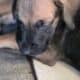 Great Dane Puppies ready for Adoption