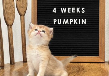 Pumpkin | British Shorthair | Denver, CO