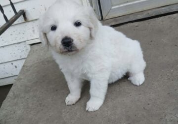 Cute puppies