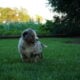 Missy Bernedoodle puppies