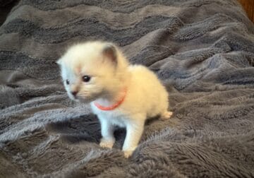 Ally – Blue Point Ragdoll Kitten