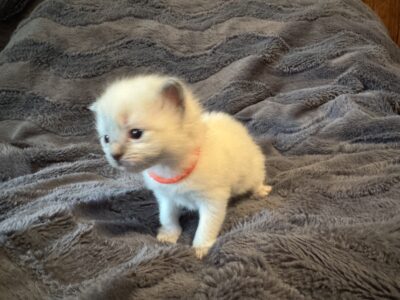 Ally – Blue Point Ragdoll Kitten